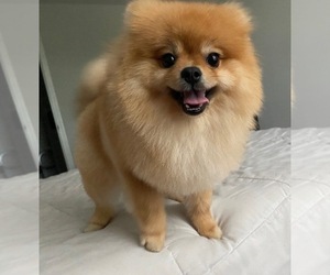 Father of the Pomeranian puppies born on 03/31/2022