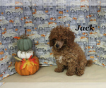 Small #12 Poodle (Toy)