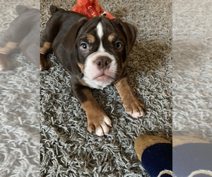 Victorian Bulldog Puppy for sale in LAS VEGAS, NV, USA