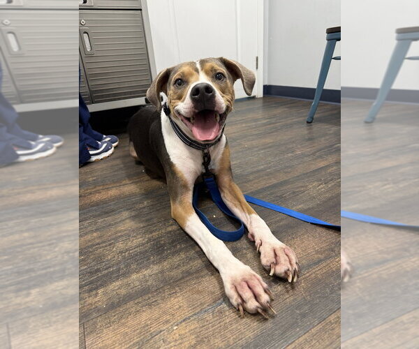 Medium Photo #1 Beagle-Unknown Mix Puppy For Sale in St. Augustine, FL, USA