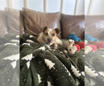 Small Photo #3 Red Heeler-Unknown Mix Puppy For Sale in Thorndale, TX, USA