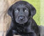 Small Labrador Retriever Mix