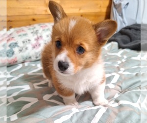 Pembroke Welsh Corgi Puppy for sale in ARROYO GRANDE, CA, USA