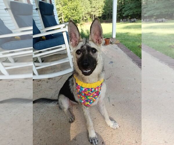 Medium Photo #1 German Shepherd Dog Puppy For Sale in La Grange , NC, USA