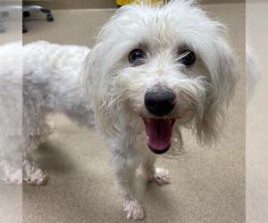Poodle (Miniature) Dogs for adoption in Aurora, CO, USA