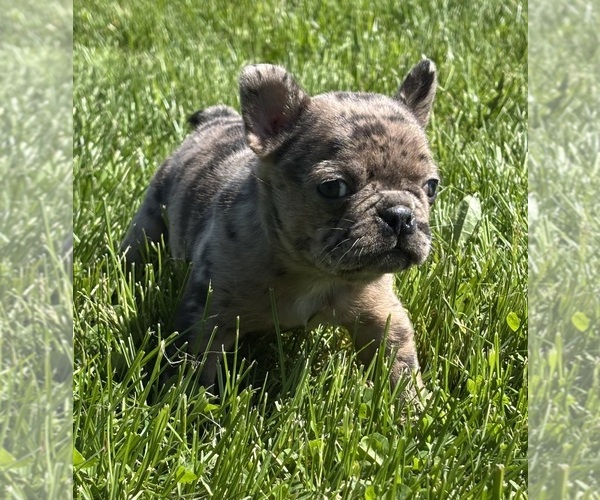 Medium Photo #2 Faux Frenchbo Bulldog Puppy For Sale in ROCK STREAM, NY, USA
