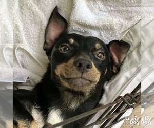 Chihuahua-Unknown Mix Dogs for adoption in Washington, DC, USA