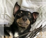 Small Chihuahua Mix