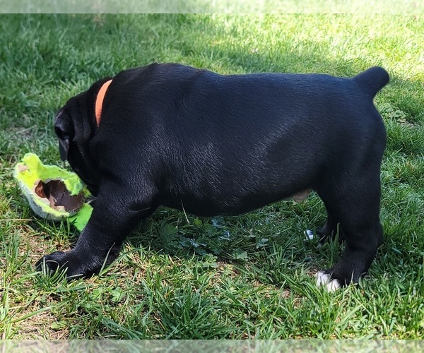 Medium Photo #4 Olde English Bulldogge Puppy For Sale in ATHOL, ID, USA