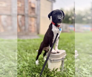 Bandit - Male Mutt Dog for Adoption - Photo #3