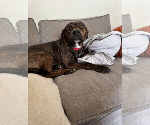 Neil - Male Mutt Dog for Adoption - Photo #4