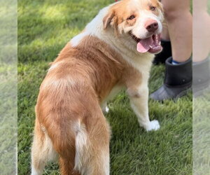 Little T - Male Australian Shepherd Dog for Adoption - Photo #4
