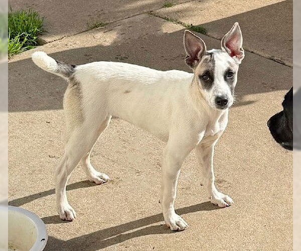 Medium Photo #3 Unknown-Whippet Mix Puppy For Sale in Genesee, WI, USA