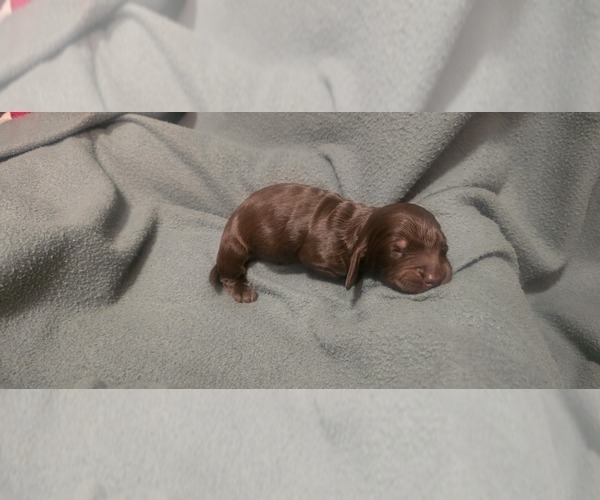 Medium Photo #2 Dachshund Puppy For Sale in NEOSHO, MO, USA