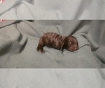 Small #1 Dachshund