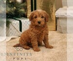 Small #3 Goldendoodle (Miniature)