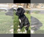 Small Photo #3 Great Dane Puppy For Sale in NORCO, CA, USA