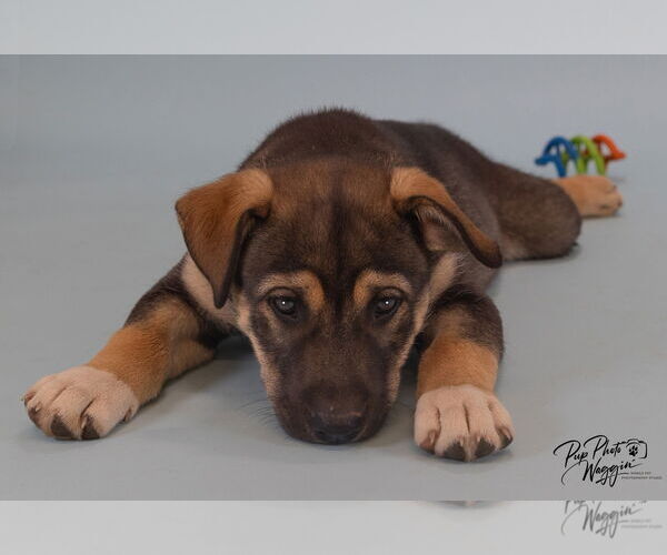 Medium Photo #2 Huskies -Unknown Mix Puppy For Sale in Winter Park, CO, USA