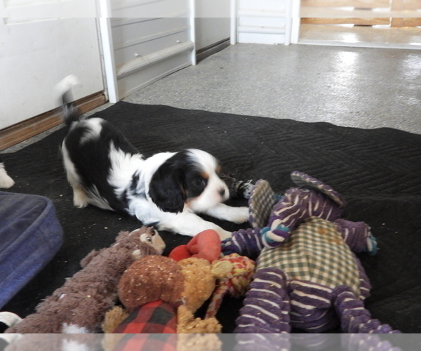 Medium Photo #11 Cavalier King Charles Spaniel Puppy For Sale in CARLISLE, KY, USA