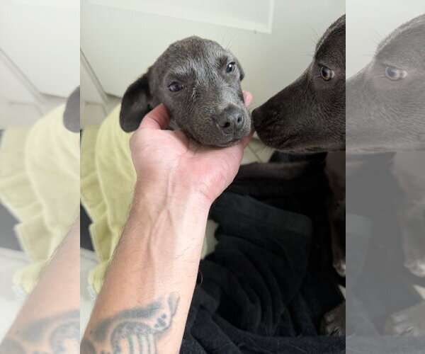Medium Photo #6 Mutt Puppy For Sale in The Woodlands, TX, USA