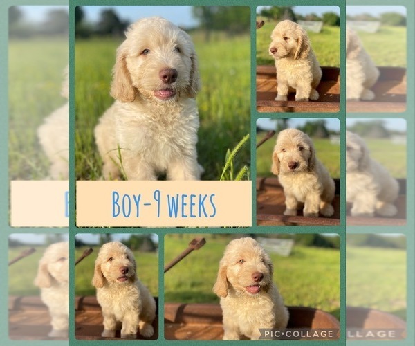 Medium Photo #2 Goldendoodle Puppy For Sale in BOKOSHE, OK, USA