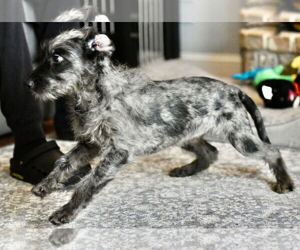 Medium Photo #4 Poodle (Miniature)-Unknown Mix Puppy For Sale in Mechanicsburg, PA, USA