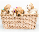 Small Photo #5 Goldendoodle Puppy For Sale in LITTLE ROCK, AR, USA