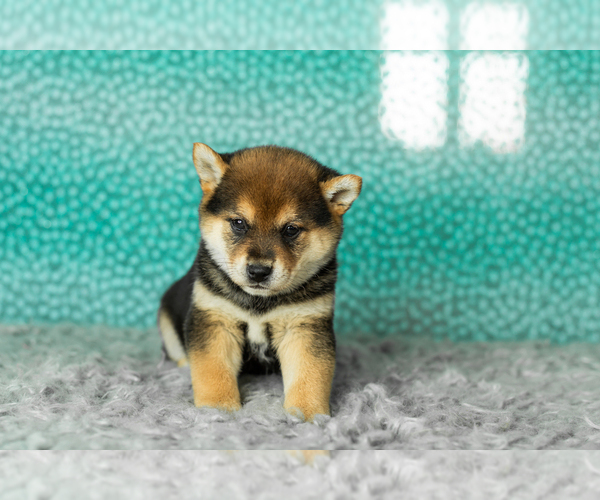 Medium Photo #23 Shiba Inu Puppy For Sale in MILLERSBURG, IN, USA
