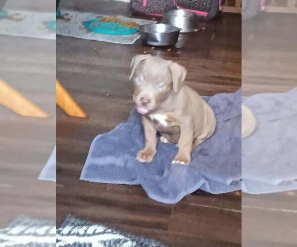 Medium Photo #3 American Pit Bull Terrier Puppy For Sale in FAYETTEVILLE, OH, USA