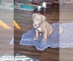 Small #2 American Pit Bull Terrier