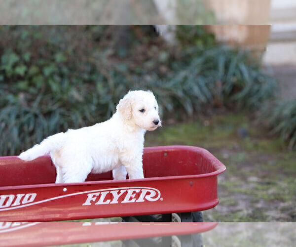Full screen Photo #4 Pyredoodle Puppy For Sale in EATONTON, GA, USA