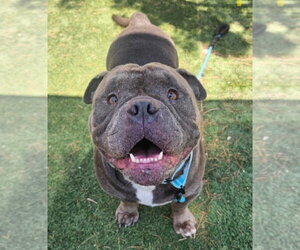 Bulldog-Unknown Mix Dogs for adoption in Lakewood, CO, USA
