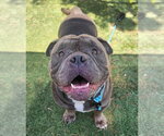Small Bulldog Mix
