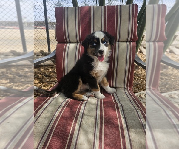 Medium Photo #1 Australian Shepherd Puppy For Sale in PHOENIX, AZ, USA