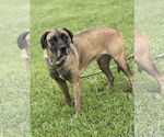 Small #1 Mutt