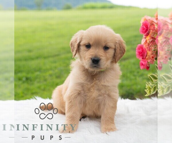 Medium Photo #5 Golden Retriever Puppy For Sale in NEWPORT, PA, USA