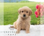 Small #4 Golden Retriever