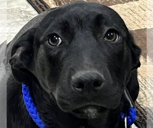 Shepradors Dogs for adoption in Guthrie, OK, USA
