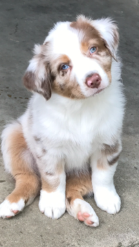 Medium Photo #1 Australian Shepherd Puppy For Sale in LEXINGTON, KY, USA
