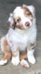 Small Photo #1 Australian Shepherd Puppy For Sale in LEXINGTON, KY, USA