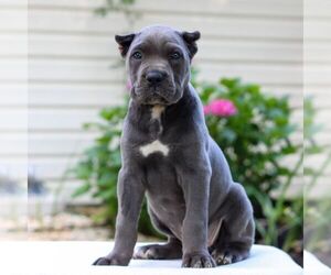 Cane Corso Puppy for sale in HONEY BROOK, PA, USA