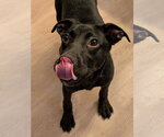 Small #14 Labrador Retriever Mix