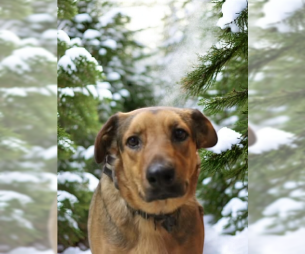 Medium Photo #1 Mutt Puppy For Sale in garner, NC, USA