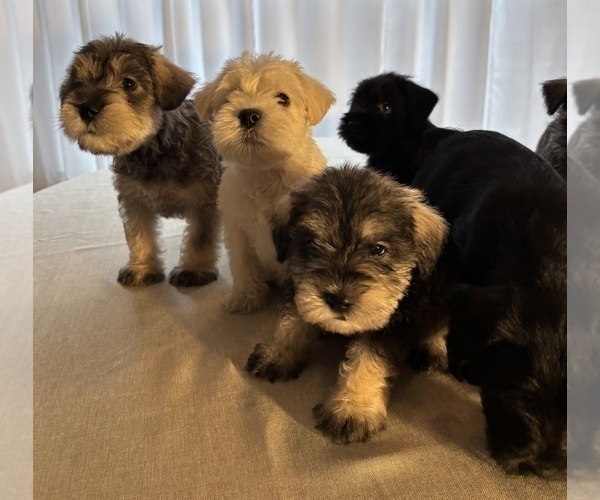 Medium Photo #4 Schnauzer (Miniature) Puppy For Sale in MURFREESBORO, TN, USA
