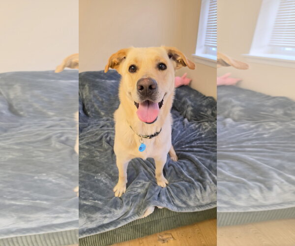 Medium Photo #3 Mutt Puppy For Sale in Rockaway, NJ, USA