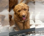 Puppy 8 Goldendoodle (Miniature)