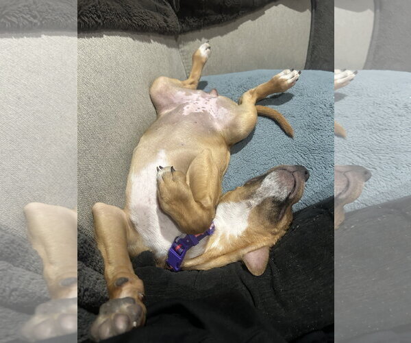 Medium Photo #2 Labrador Retriever-Rhodesian Ridgeback Mix Puppy For Sale in Phoenix, AZ, USA