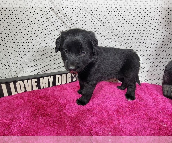 Medium Photo #6 Golden Mountain Dog Puppy For Sale in BLACK FOREST, CO, USA