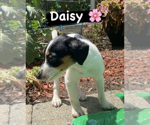 Jack Russell Terrier Puppy for sale in MATTAPAN, MA, USA