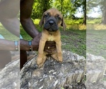 Small Photo #9 Cane Corso Puppy For Sale in UPPER MARLBORO, MD, USA
